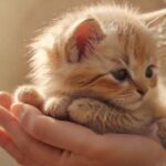 Hyperrealistic close-up: A gentle human hand tenderly caressing a small, fluffy, adorable kitten. Soft, warm, golden hour lighting, diffused background. Focus on texture and emotional connection. Perfect anatomy, no artifacts, no text, photorealistic. Represents healing and a new beginning.
