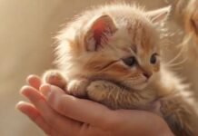 Hyperrealistic close-up: A gentle human hand tenderly caressing a small, fluffy, adorable kitten. Soft, warm, golden hour lighting, diffused background. Focus on texture and emotional connection. Perfect anatomy, no artifacts, no text, photorealistic. Represents healing and a new beginning.