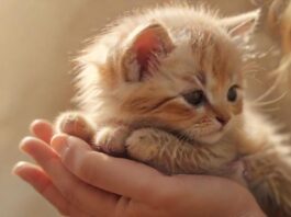 Hyperrealistic close-up: A gentle human hand tenderly caressing a small, fluffy, adorable kitten. Soft, warm, golden hour lighting, diffused background. Focus on texture and emotional connection. Perfect anatomy, no artifacts, no text, photorealistic. Represents healing and a new beginning.