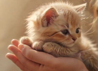 Ein neues Haustier nach dem Tod des alten? Wann der Zeitpunkt richtig ist! Hyperrealistic close-up: A gentle human hand tenderly caressing a small, fluffy, adorable kitten. Soft, warm, golden hour lighting, diffused background. Focus on texture and emotional connection. Perfect anatomy, no artifacts, no text, photorealistic. Represents healing and a new beginning.