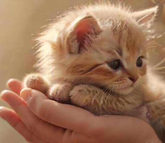 Hyperrealistic close-up: A gentle human hand tenderly caressing a small, fluffy, adorable kitten. Soft, warm, golden hour lighting, diffused background. Focus on texture and emotional connection. Perfect anatomy, no artifacts, no text, photorealistic. Represents healing and a new beginning.