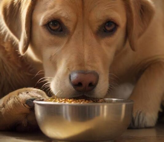 Hyperrealistic close-up of a golden Labrador retriever, eyes keenly focused on its food bowl, subtly guarding it. A soft, warm light illuminates the scene, highlighting individual fur strands and the metallic texture of the bowl. A human hand gently hovers nearby, implying interaction. Photorealistic, no text.