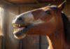 Hyperrealistic close-up of a serene horse in a sunlit stable, captured mid-yawn. Its mouth is wide open, showcasing detailed teeth and a relaxed expression. Natural light highlights its textured coat. Photorealistic, artifact-free, no text or letters.