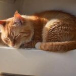Hyperrealistic photograph of a domestic cat, curled up and sleeping uneasily inside a clean, modern litter box. The cat's fur appears slightly disheveled, conveying vulnerability. Soft, natural light illuminates the scene, casting gentle shadows. Shallow depth of field, focused on the cat. Absolutely no text, letters, or artifacts. Anatomically correct, flawless rendering.