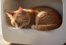 Hyperrealistic photograph of a domestic cat, curled up and sleeping uneasily inside a clean, modern litter box. The cat's fur appears slightly disheveled, conveying vulnerability. Soft, natural light illuminates the scene, casting gentle shadows. Shallow depth of field, focused on the cat. Absolutely no text, letters, or artifacts. Anatomically correct, flawless rendering.