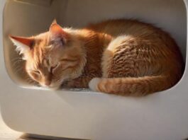 Hyperrealistic photograph of a domestic cat, curled up and sleeping uneasily inside a clean, modern litter box. The cat's fur appears slightly disheveled, conveying vulnerability. Soft, natural light illuminates the scene, casting gentle shadows. Shallow depth of field, focused on the cat. Absolutely no text, letters, or artifacts. Anatomically correct, flawless rendering.