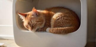Hyperrealistic photograph of a domestic cat, curled up and sleeping uneasily inside a clean, modern litter box. The cat's fur appears slightly disheveled, conveying vulnerability. Soft, natural light illuminates the scene, casting gentle shadows. Shallow depth of field, focused on the cat. Absolutely no text, letters, or artifacts. Anatomically correct, flawless rendering.