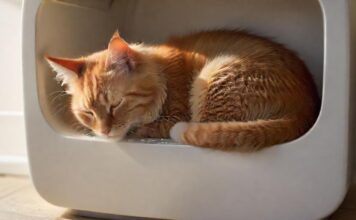 Hyperrealistic photograph of a domestic cat, curled up and sleeping uneasily inside a clean, modern litter box. The cat's fur appears slightly disheveled, conveying vulnerability. Soft, natural light illuminates the scene, casting gentle shadows. Shallow depth of field, focused on the cat. Absolutely no text, letters, or artifacts. Anatomically correct, flawless rendering.
