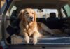 A hyperrealistic, wide-angle photograph inside the spacious trunk of a modern SUV. A well-secured Golden Retriever dog rests calmly inside a sturdy, crash-tested metal transport crate. Natural daylight filters through the rear window, casting soft shadows and highlighting the dog's fur and the realistic textures of the car interior. Focus on impeccable detail, flawless anatomy, and dynamic composition. No text, letters, or logos anywhere.