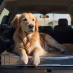 Hund im Auto: Diese Gesetze zur Sicherung müssen Sie kennen! A hyperrealistic, wide-angle photograph inside the spacious trunk of a modern SUV. A well-secured Golden Retriever dog rests calmly inside a sturdy, crash-tested metal transport crate. Natural daylight filters through the rear window, casting soft shadows and highlighting the dog's fur and the realistic textures of the car interior. Focus on impeccable detail, flawless anatomy, and dynamic composition. No text, letters, or logos anywhere.