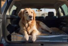 A hyperrealistic, wide-angle photograph inside the spacious trunk of a modern SUV. A well-secured Golden Retriever dog rests calmly inside a sturdy, crash-tested metal transport crate. Natural daylight filters through the rear window, casting soft shadows and highlighting the dog's fur and the realistic textures of the car interior. Focus on impeccable detail, flawless anatomy, and dynamic composition. No text, letters, or logos anywhere.