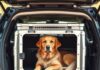 Hundetransportbox fürs Auto im Test: Sicherheit auf Reisen! https://image.pollinations.ai/prompt/