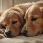 hyperrealistic close-up of a golden retriever dog resting peacefully on a soft blanket, eyes half-closed in deep relaxation. An owner's hand gently strokes its fur. Soft, warm natural light from a window illuminates the scene, highlighting textures. Serene, calm atmosphere. Photorealistic, no text.