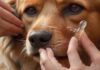 hyperrealistic close-up photo: Gentle hands of a person carefully administering ear drops into a calm dog's ear. Soft natural light illuminates the scene, highlighting intricate fur texture and the clear liquid dropper. Shallow depth of field, warm tones, no text, no artifacts.