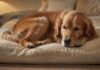 Hyperrealistic photograph of a senior golden retriever, deeply asleep and completely relaxed on a plush, thick orthopedic memory foam dog bed. Warm, soft lighting highlights the dog's peaceful expression and the bed's supportive comfort. Cozy home setting. No text or letters.