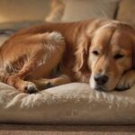 Hyperrealistic photograph of a senior golden retriever, deeply asleep and completely relaxed on a plush, thick orthopedic memory foam dog bed. Warm, soft lighting highlights the dog's peaceful expression and the bed's supportive comfort. Cozy home setting. No text or letters.