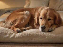 Hyperrealistic photograph of a senior golden retriever, deeply asleep and completely relaxed on a plush, thick orthopedic memory foam dog bed. Warm, soft lighting highlights the dog's peaceful expression and the bed's supportive comfort. Cozy home setting. No text or letters.