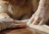 Pfotenverband beim Hund anlegen: Schritt-für-Schritt-Anleitung! Hyperrealistic close-up of caring human hands expertly applying a pristine self-adhesive white bandage to a Golden Retriever's front paw. The dog's fur is incredibly detailed. Sterile medical supplies, including gauze and disinfectant, are softly blurred in the background on a wooden table. Natural, warm lighting. Photorealistic, no text.