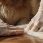 Hyperrealistic close-up of caring human hands expertly applying a pristine self-adhesive white bandage to a Golden Retriever's front paw. The dog's fur is incredibly detailed. Sterile medical supplies, including gauze and disinfectant, are softly blurred in the background on a wooden table. Natural, warm lighting. Photorealistic, no text.
