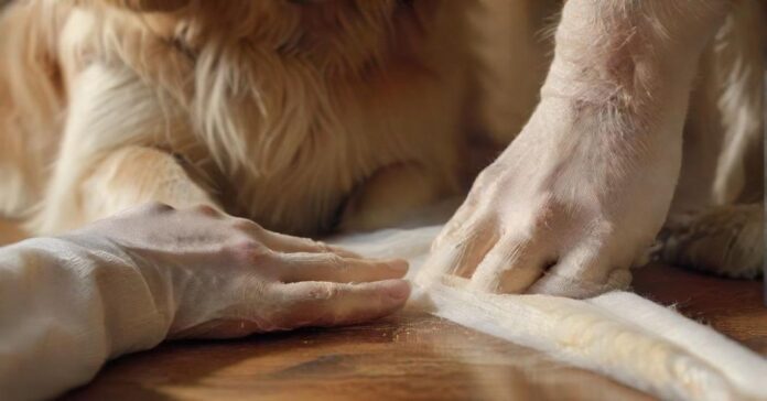 Hyperrealistic close-up of caring human hands expertly applying a pristine self-adhesive white bandage to a Golden Retriever's front paw. The dog's fur is incredibly detailed. Sterile medical supplies, including gauze and disinfectant, are softly blurred in the background on a wooden table. Natural, warm lighting. Photorealistic, no text.