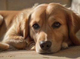 Hyperrealistic, photorealistic portrait of a gentle female Golden Retriever dog, resting on a soft, textured blanket in a warm, sunlit living room. Her eyes convey a pensive, natural expression. Focus on intricate fur details, natural shadows, and perfect anatomy. Award-winning pet photography. Absolutely no text, letters, or distortions.
