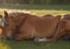 Hyperrealistic photograph of a beautiful, healthy horse peacefully lying stretched out on its side in a lush green meadow, eyes closed in deep sleep. Soft golden hour sunlight bathes the scene, highlighting detailed fur textures. Serene atmosphere, perfect anatomy, no text or letters.