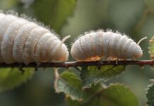 Hyperrealistic macro photograph showcasing the incredible life cycle of a silkworm: a tiny egg, a plump larva feeding on a mulberry leaf, and a pristine, shimmering silk cocoon. Focus on intricate textures, vibrant natural colors, and exquisite detail under soft, diffused sunlight. Absolutely no text or letters.