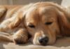 Tierarztkosten sparen: 10 Tipps, die wirklich helfen! Hyperrealistic close-up of a serene, healthy golden retriever sleeping peacefully on a soft, warm blanket in a sunlit home. Natural light highlights fur texture. Soft background. Conveys well-being and responsible pet ownership, leading to peace of mind. Photorealistic, artifact-free, no text.